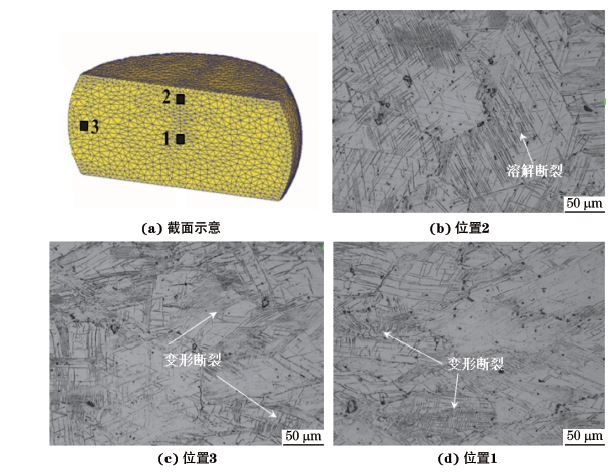 圖３ 在９８０ ℃、應變速率為０．０１０s－１下壓縮至應變量為３０％后GH４１６９合金不同區(qū)域的顯微組織